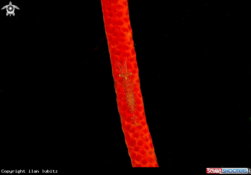 A shrimp