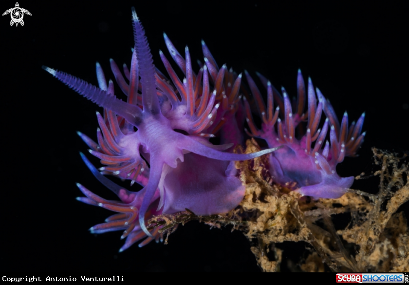 A Flabellina nudibranch