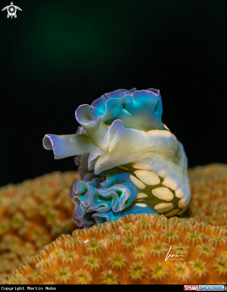 A Lettuce sea slug