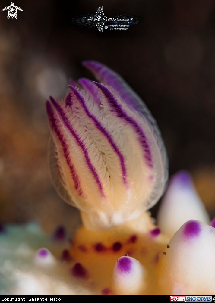 A Nudibranch