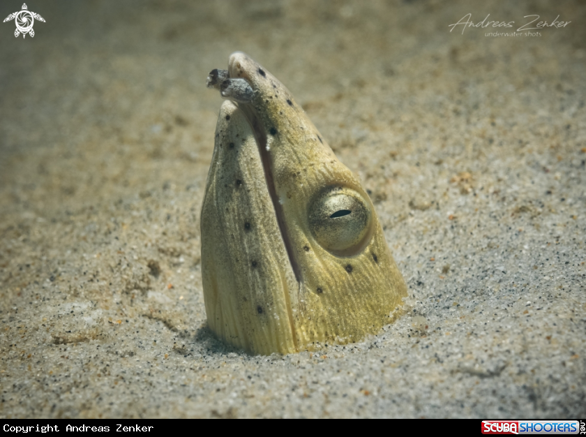 A Highfin snake eel 