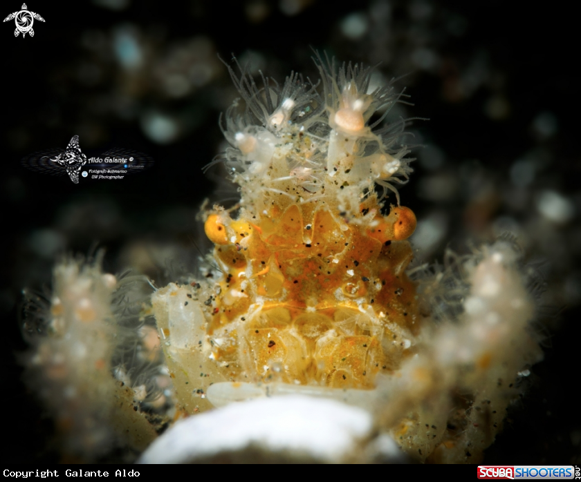 A Decorator Crab 