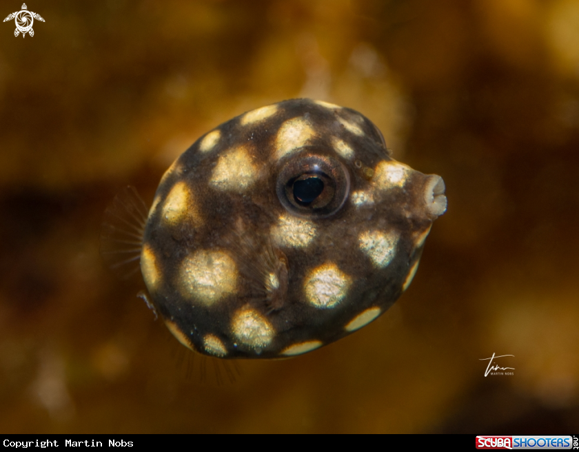 A Smooth Trunkfish