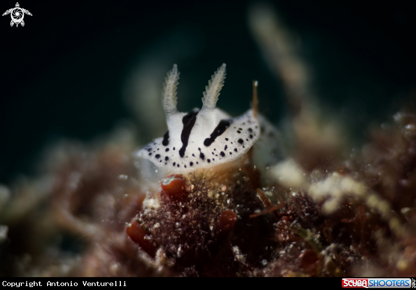 A Phyllidiopsis xishaensis nudibranch 