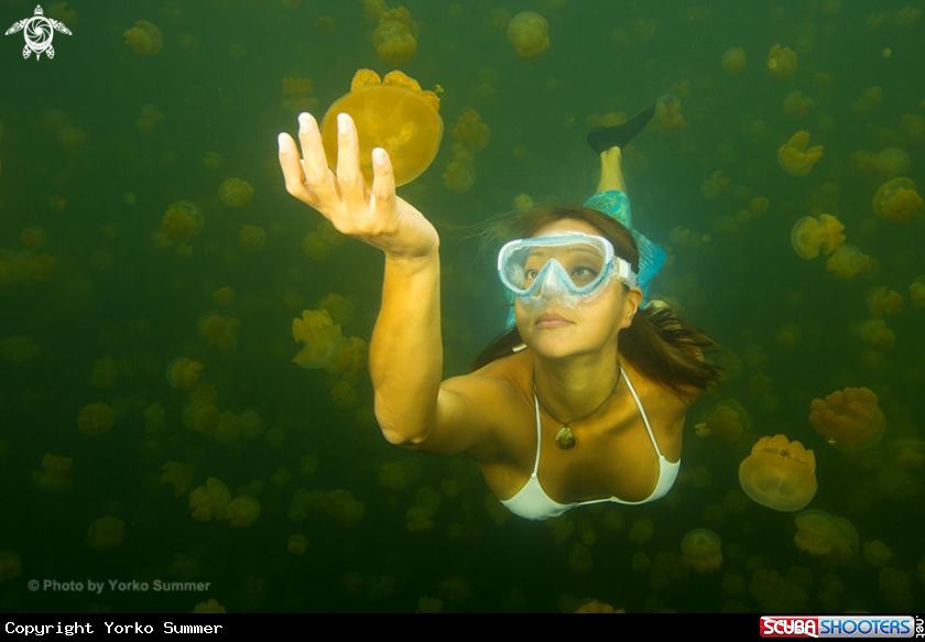 A Jellyfish Lake