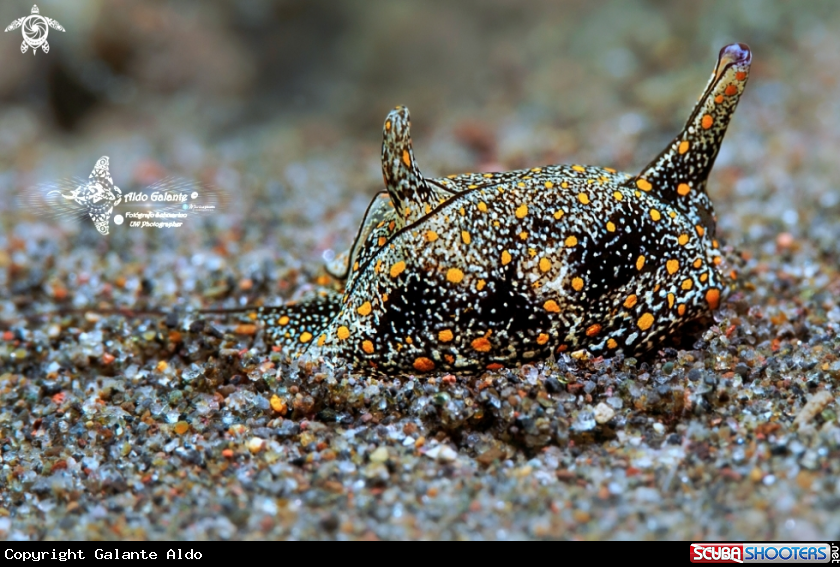 A Sea Slug