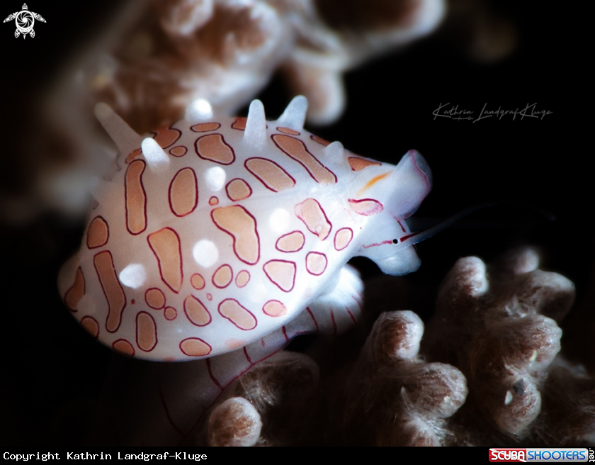 A Egg Cowrie