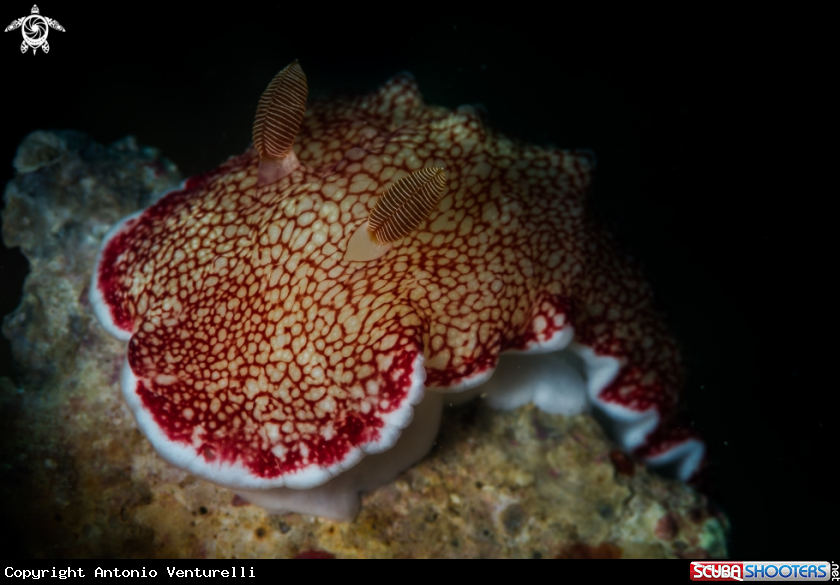 A Reticulated nudibranch