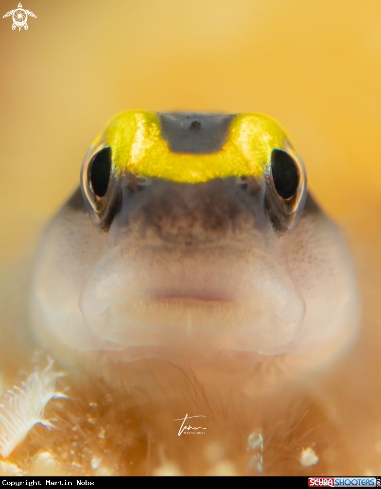 A Sharknose Goby