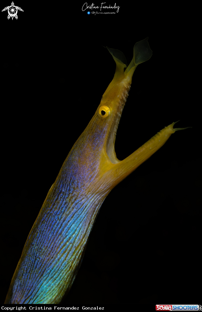 A Ribbon Eel