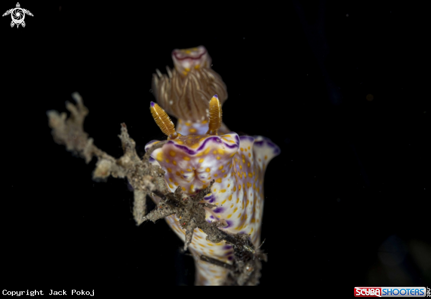 A Ceratosoma tenue