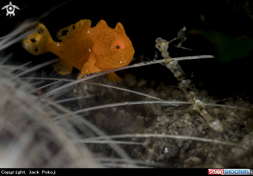 A Painted Frogfish