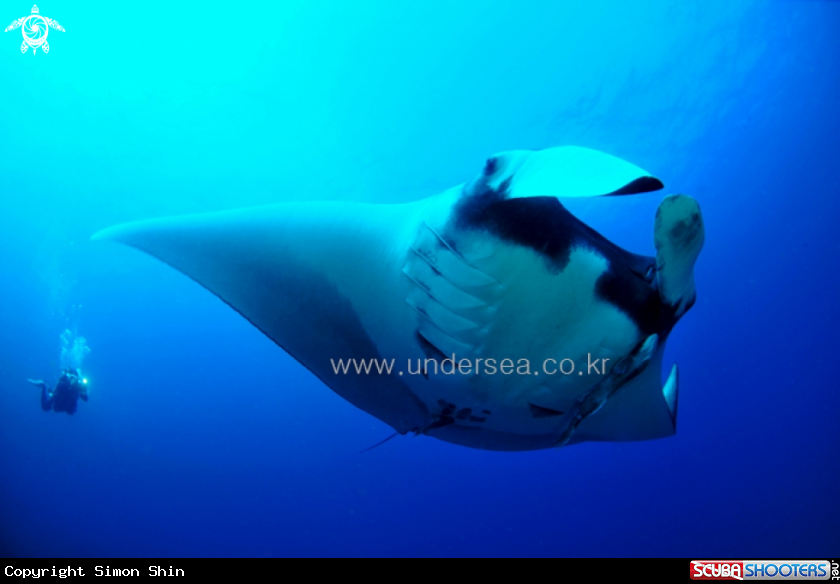 A Mantaray