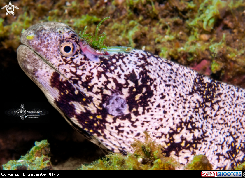 A Moray Eel