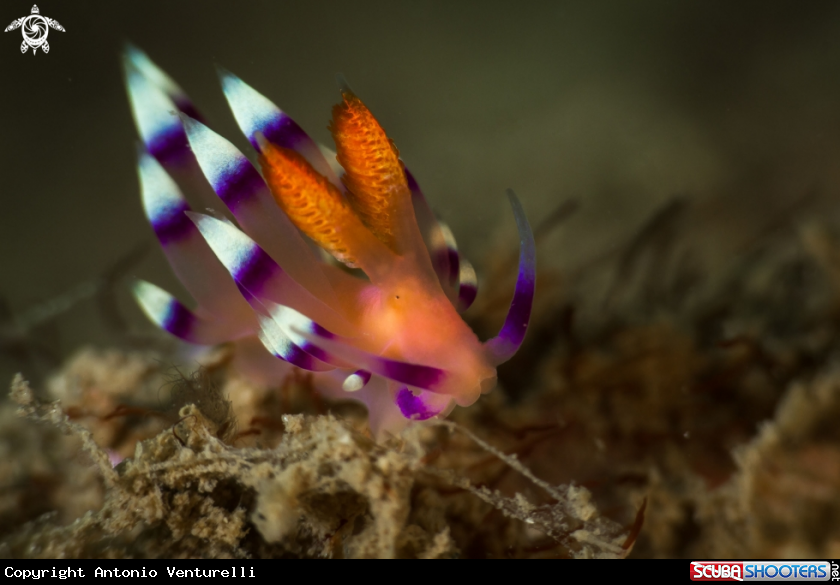 A Coryphellina exoptata nudibranch