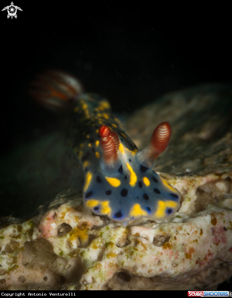 A Hypselodoris infucata nudibranch