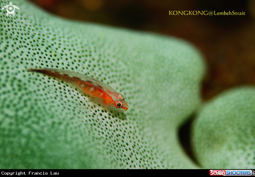 A Ghostgoby