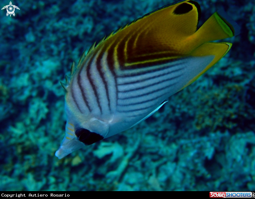 A Pesce farfalla filamentoso