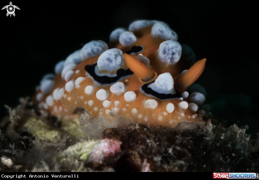 A Phyllidia ocellata nudibranch