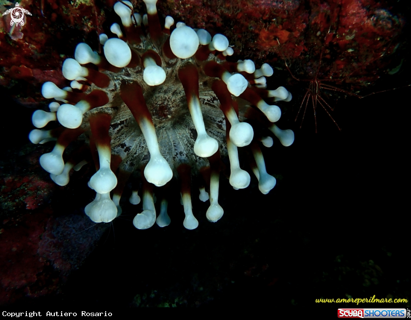 A Anemone di mare + granchio 
