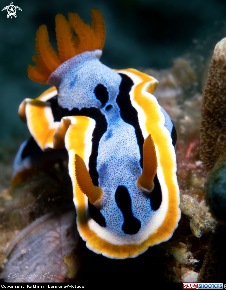 A Nudibranch Portrait 