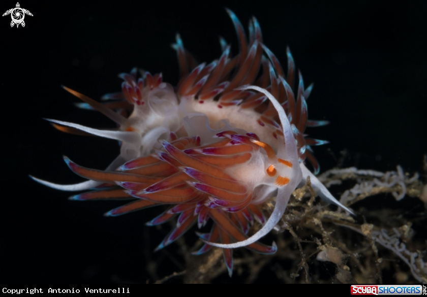 A Cratena peregrina nudibranch