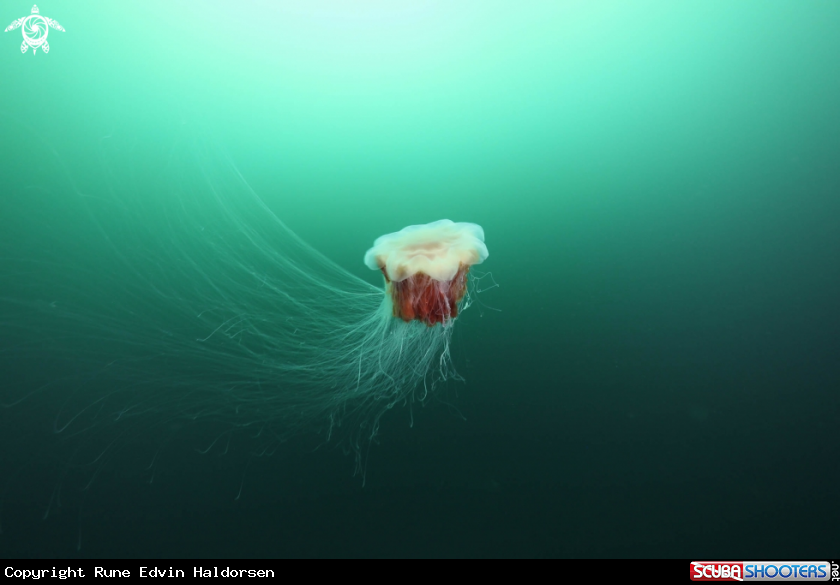 A Lions mane jelly