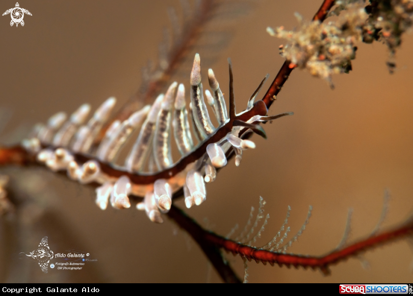 A Sea Slug