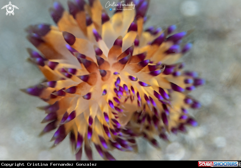 A Nudibranch