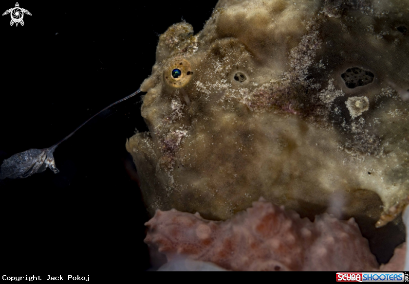 A Painted Frogfish