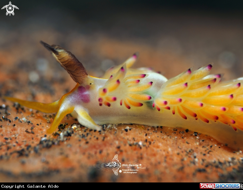 A Nudibranch (Less than 10 mm/0.39 Inch)