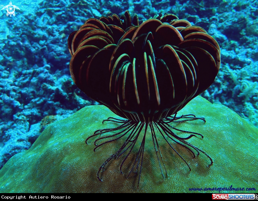 A Crinoide, Giglio di mare o stella marina piumata 