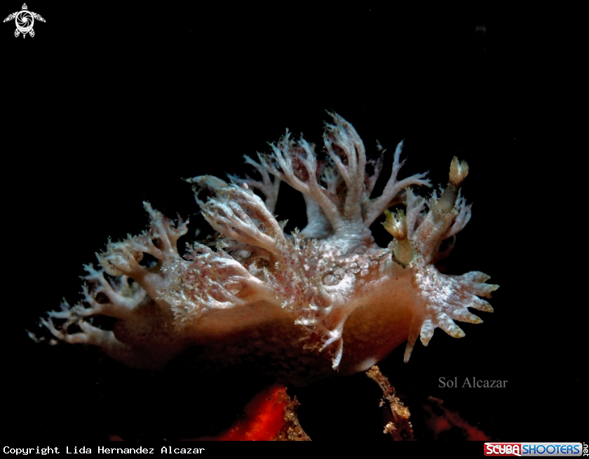 A  Marionia elongoreticulata