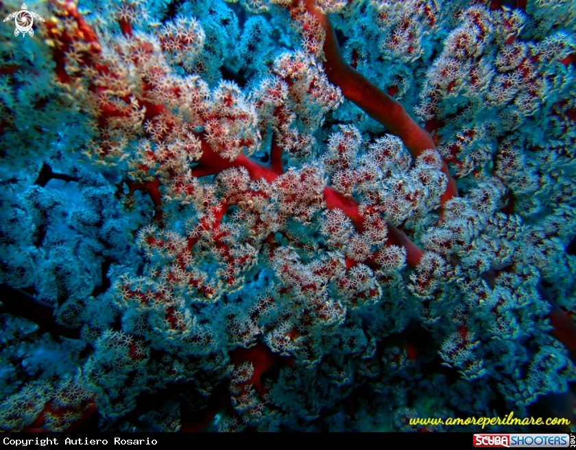 A Corallo di fiori di ciliegia 