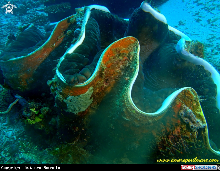 A Tridacna gigante 