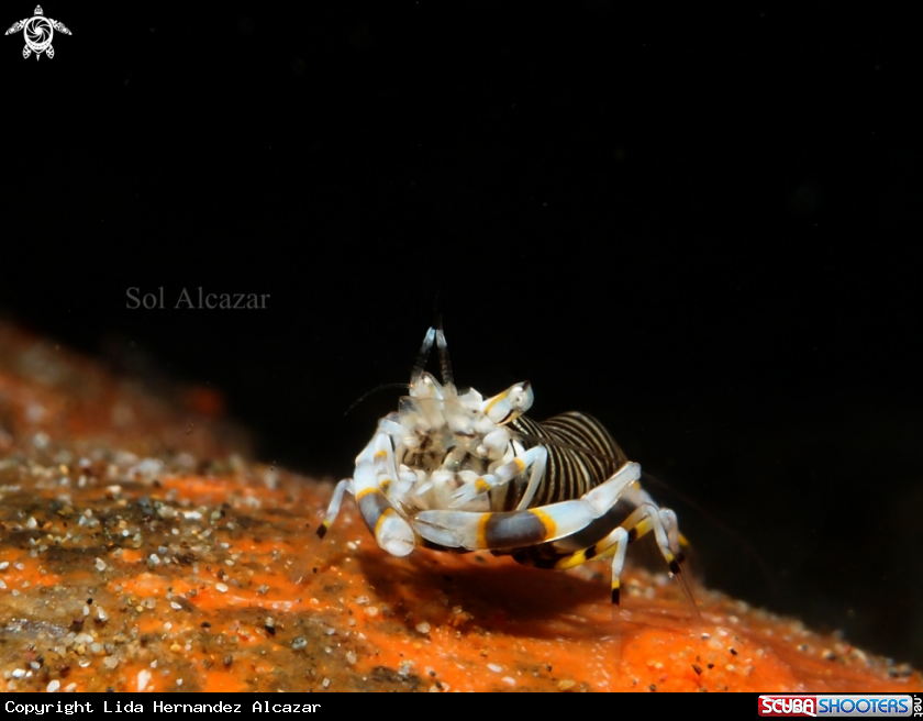 A Gnathophyllum americanum, bumblebee shrimp
