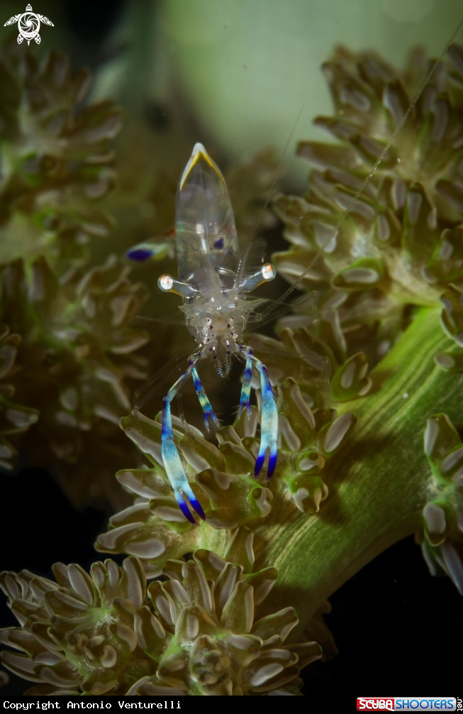 A Ghost shrimp