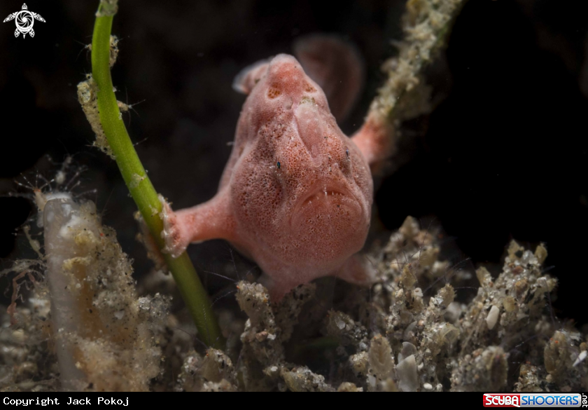 A Painted Frogfish