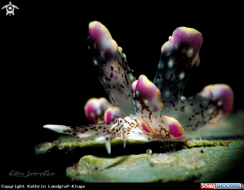 A Butterfly Sea Slug 