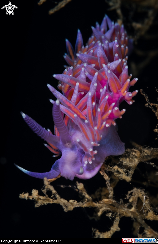 A Flabellina nudibranch