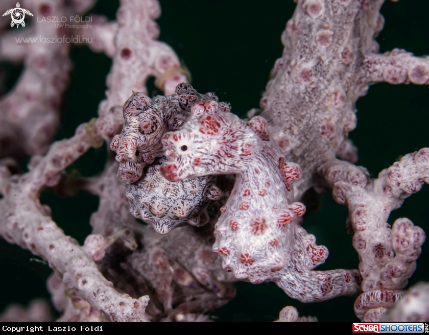 A Pygmy Seahorse