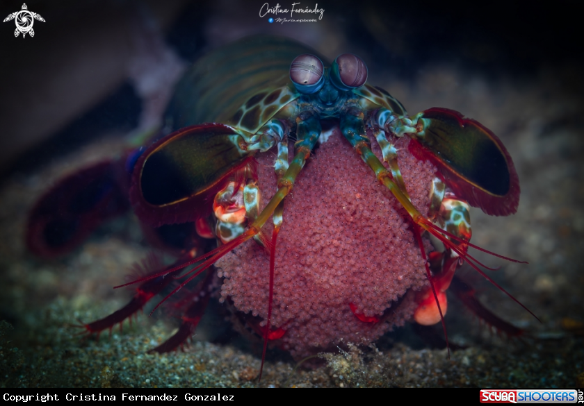 A Peacock mantis shrimp