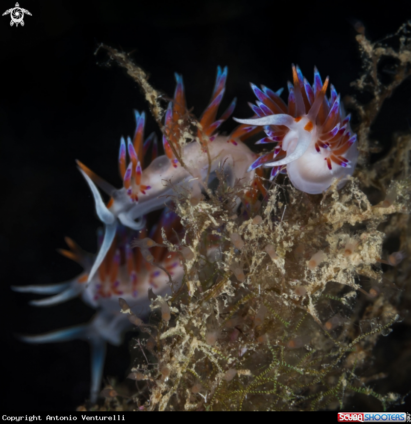 A Cratena nudibranch 