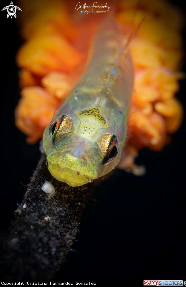 A Goby