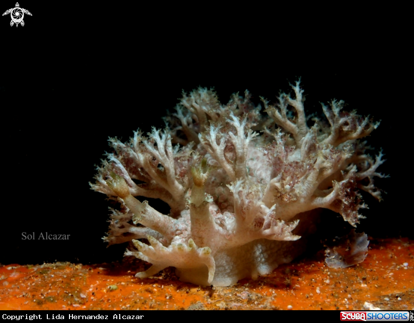 A Marionia elongoreticulata