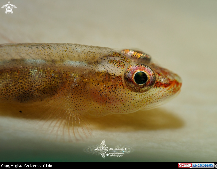 A  Whip Coral Goby 