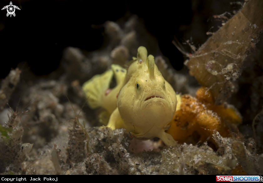 A Painted Frogfish