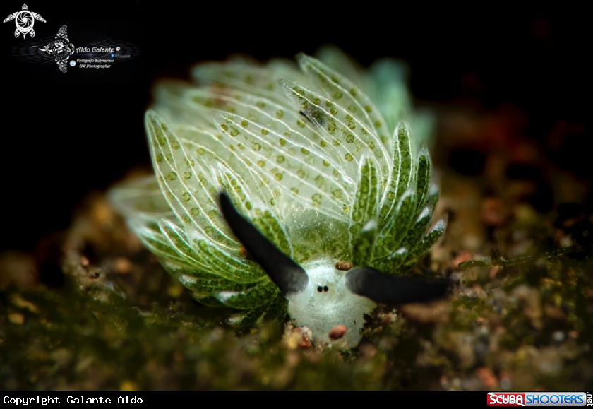 A Sea Slug