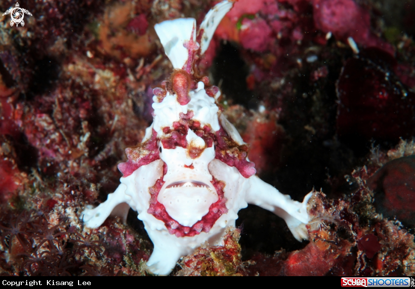 A Frog Fish