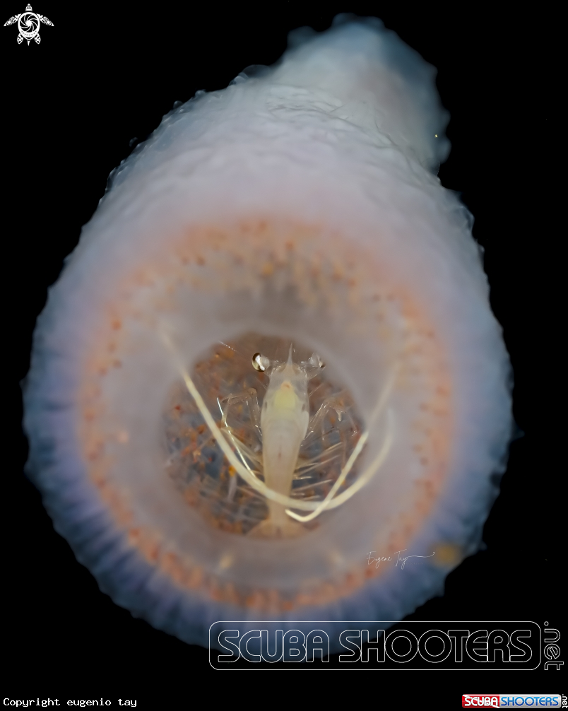 A pink colony of Pyrosomes 
